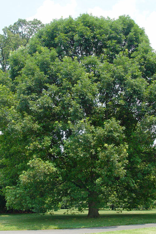  White Oak Tree (Quercus Alba) - 3 Gallon Pot