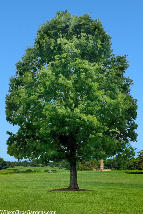  White Oak Tree (Quercus Alba) - 3 Gallon Pot
