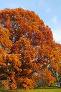  White Oak Tree (Quercus Alba) - 3 Gallon Pot