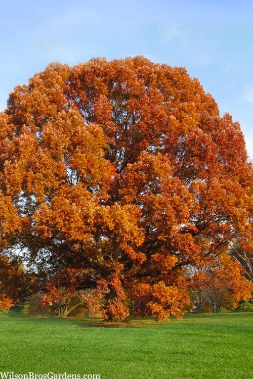  White Oak Tree (Quercus Alba) - 3 Gallon Pot