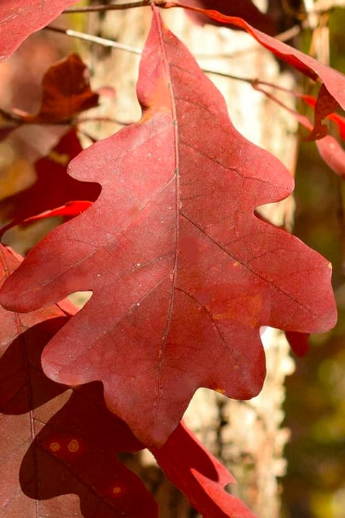  White Oak Tree (Quercus Alba) - 3 Gallon Pot