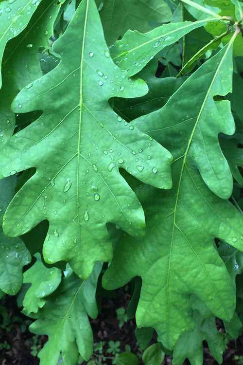  White Oak Tree (Quercus Alba) - 3 Gallon Pot