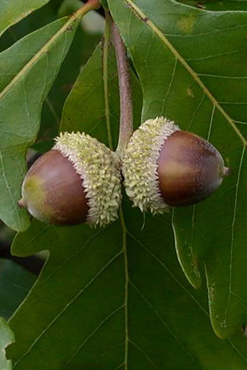  Swamp White Oak Tree (Quercus Bicolor) - 1 Gallon Pot