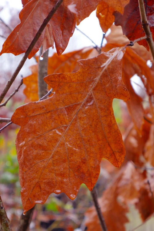  Swamp White Oak Tree (Quercus Bicolor) - 3 Gallon Pot