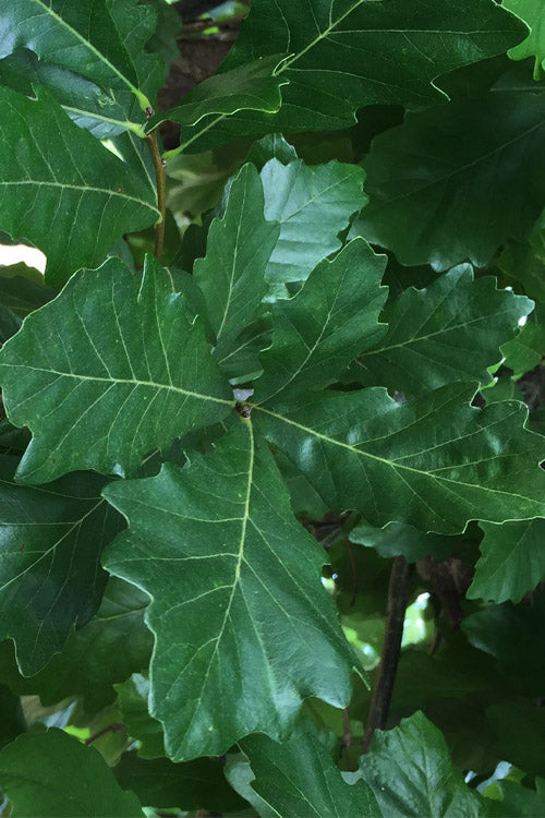  Swamp White Oak Tree (Quercus Bicolor) - 3 Gallon Pot