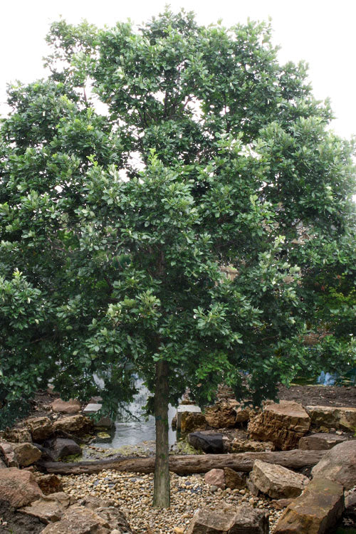  Swamp White Oak Tree (Quercus Bicolor) - 3 Pack Of 1.5 Quart Pots