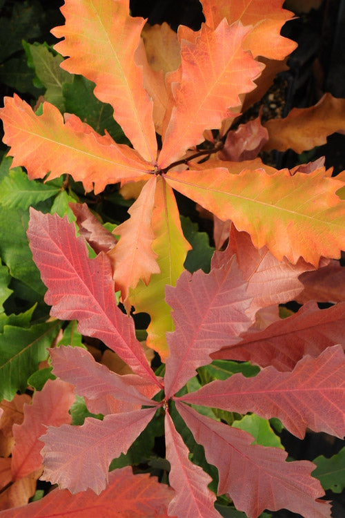  Swamp White Oak Tree (Quercus Bicolor) - 3 Gallon Pot