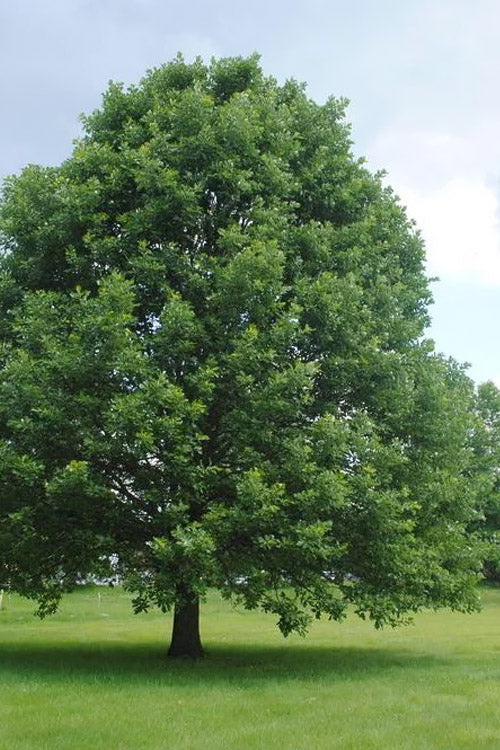  Swamp White Oak Tree (Quercus Bicolor) - 3 Gallon Pot