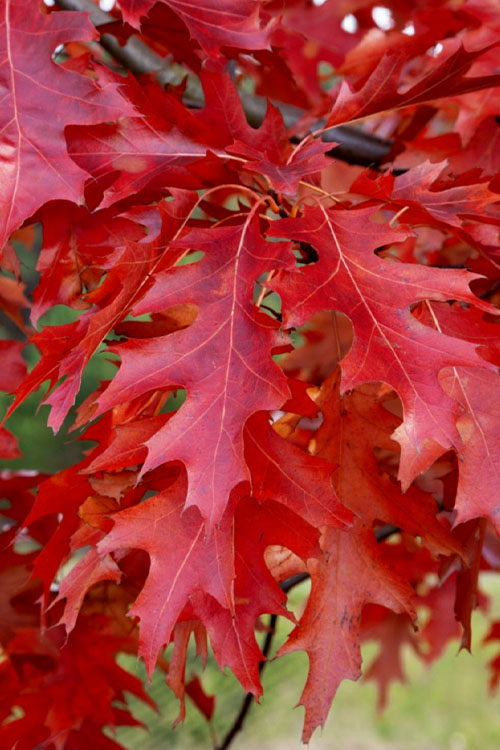  Scarlet Oak Tree (Quercus Coccinea) - 1 Gallon Pot