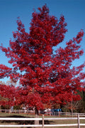  Scarlet Oak Tree (Quercus Coccinea) - 1 Gallon Pot