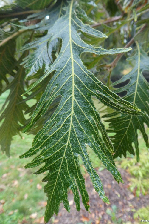  Cutleaf Japanese Emperor Oak Tree - 3 Gallon Pot