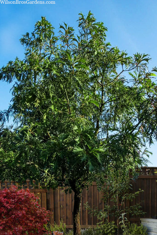  Cutleaf Japanese Emperor Oak Tree - 3 Gallon Pot