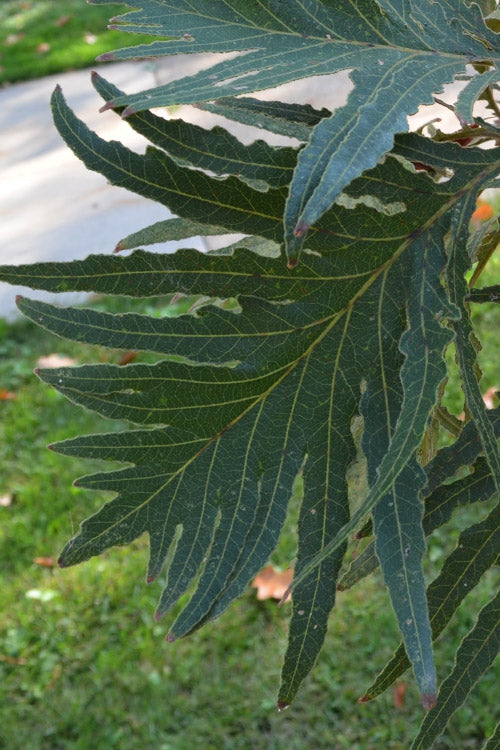  Cutleaf Japanese Emperor Oak Tree - 3 Gallon Pot