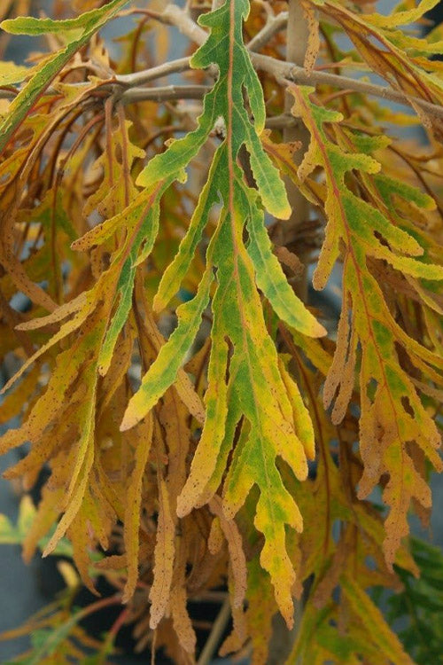  Cutleaf Japanese Emperor Oak Tree - 3 Gallon Pot