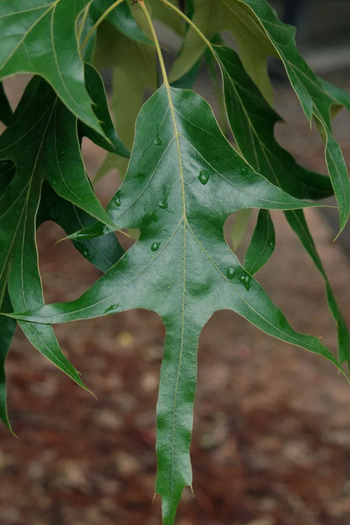  Southern Red Oak Tree (Quercus Falcata) - 3 Pack Of 1.5 Quart Pots