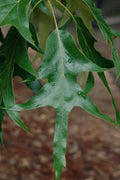  Southern Red Oak Tree (Quercus Falcata) - 3 Pack Of 1.5 Quart Pots