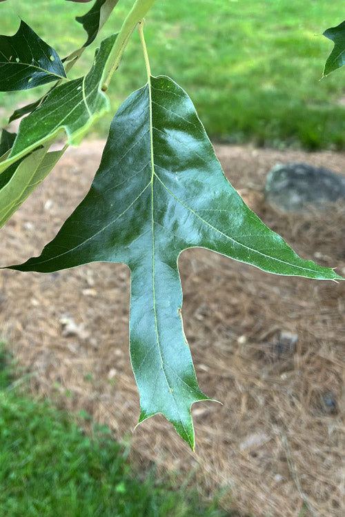  Southern Red Oak Tree (Quercus Falcata) - 1 Gallon Pot