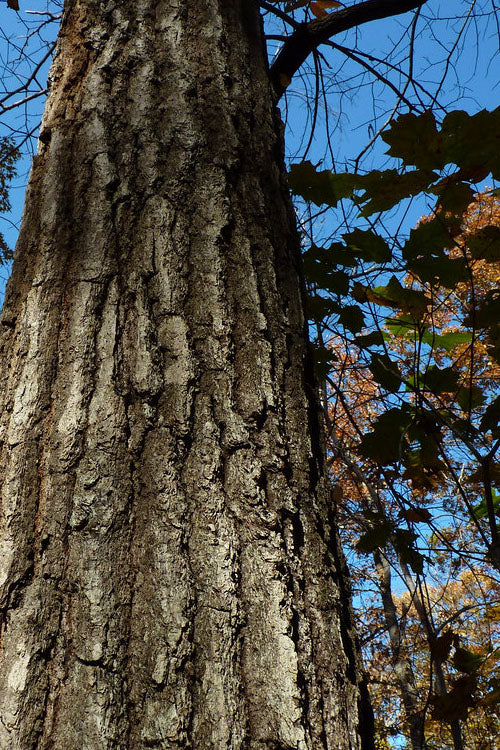  Southern Red Oak Tree (Quercus Falcata) - 3 Pack Of 1.5 Quart Pots