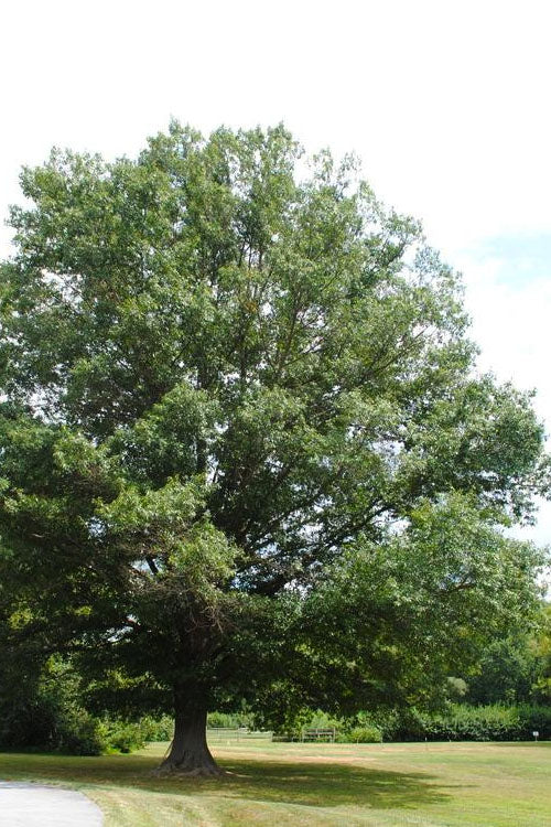  Southern Red Oak Tree (Quercus Falcata) - 3 Pack Of 1.5 Quart Pots