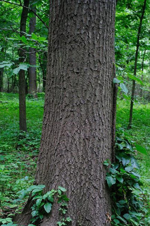  Southern Red Oak Tree (Quercus Falcata) - 3 Pack Of 1.5 Quart Pots