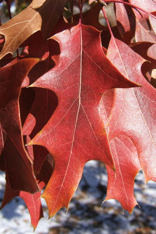 Southern Red Oak Tree (Quercus Falcata) - 3 Pack Of 1.5 Quart Pots