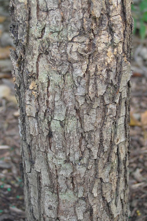  Overcup Oak Tree (Quercus Lyrata) - 1 Gallon Pot