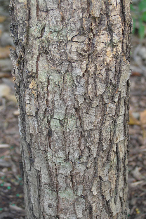  Overcup Oak Tree (Quercus Lyrata) - 3 Pack Of 1.5 Quart Pots