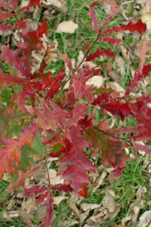  Overcup Oak Tree (Quercus Lyrata) - 1 Gallon Pot