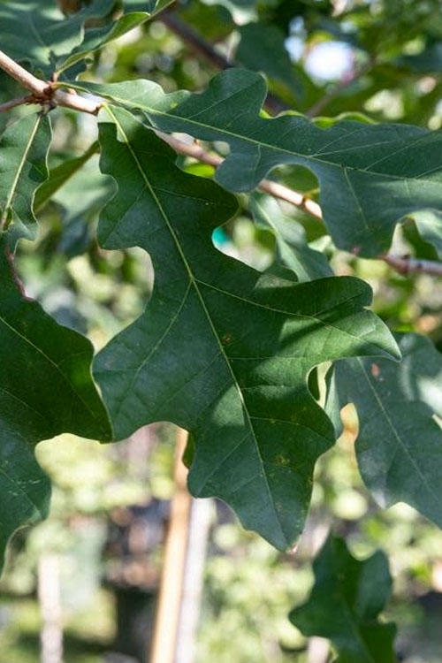  Overcup Oak Tree (Quercus Lyrata) - 1 Gallon Pot