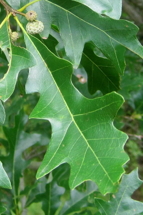  Overcup Oak Tree (Quercus Lyrata) - 1 Gallon Pot