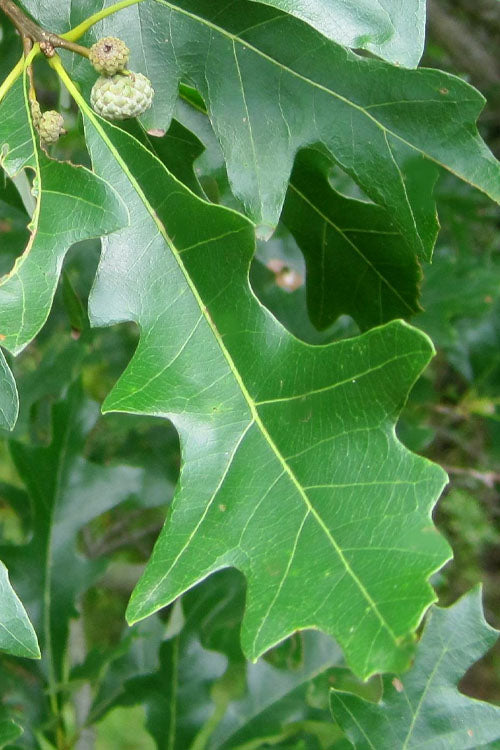  Overcup Oak Tree (Quercus Lyrata) - 3 Gallon Pot