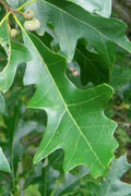  Overcup Oak Tree (Quercus Lyrata) - 3 Pack Of 1.5 Quart Pots