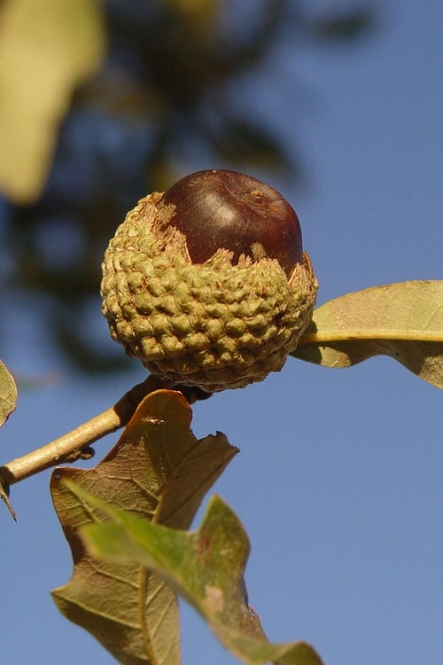  Overcup Oak Tree (Quercus Lyrata) - 3 Pack Of 1.5 Quart Pots