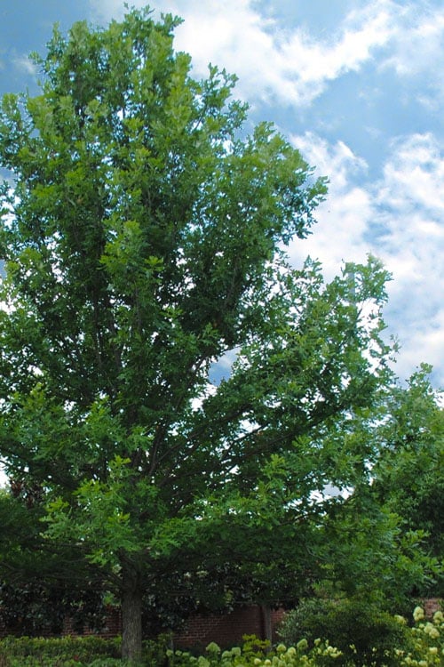  Overcup Oak Tree (Quercus Lyrata) - 3 Gallon Pot
