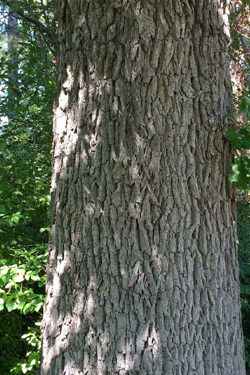  Mossycup Bur Oak Tree (Quercus Macrocarpa) - 3 Gallon Pot