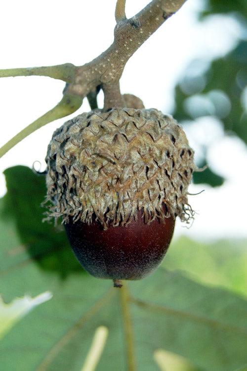  Mossycup Bur Oak Tree (Quercus Macrocarpa) - 3 Gallon Pot