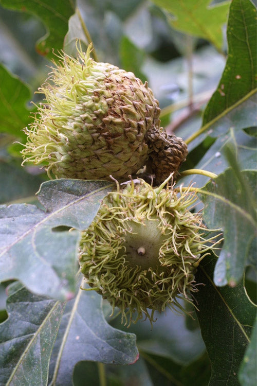 Mossycup Bur Oak Tree (Quercus Macrocarpa) - 3 Pack Of 1.5 Quart Pots