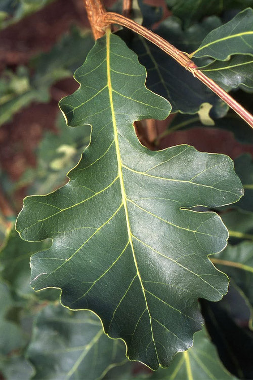  Mossycup Bur Oak Tree (Quercus Macrocarpa) - 3 Pack Of 1.5 Quart Pots