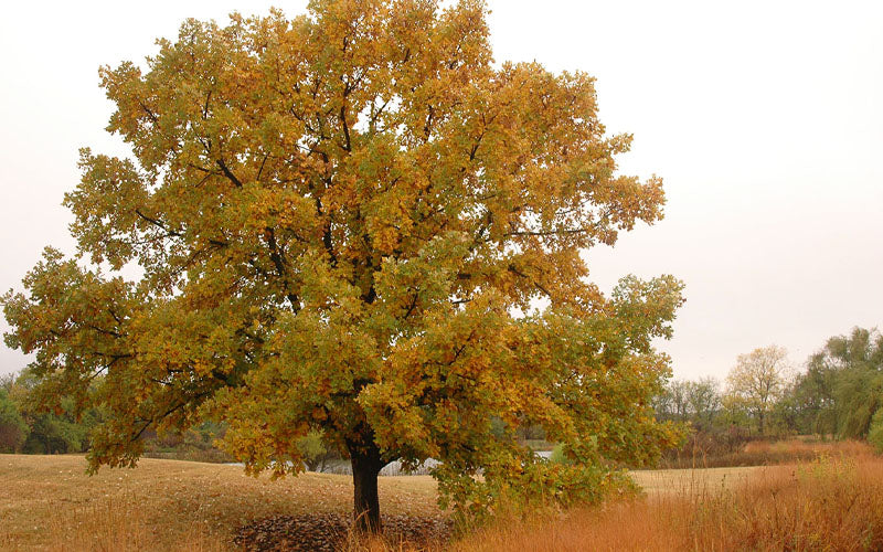  Mossycup Bur Oak Tree (Quercus Macrocarpa) - 3 Gallon Pot