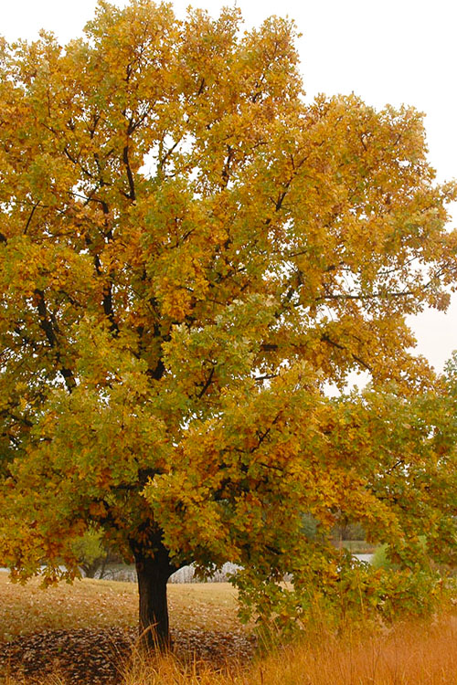  Mossycup Bur Oak Tree (Quercus Macrocarpa) - 3 Pack Of 1.5 Quart Pots
