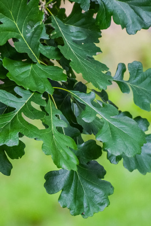  Mossycup Bur Oak Tree (Quercus Macrocarpa) - 3 Pack Of 1.5 Quart Pots