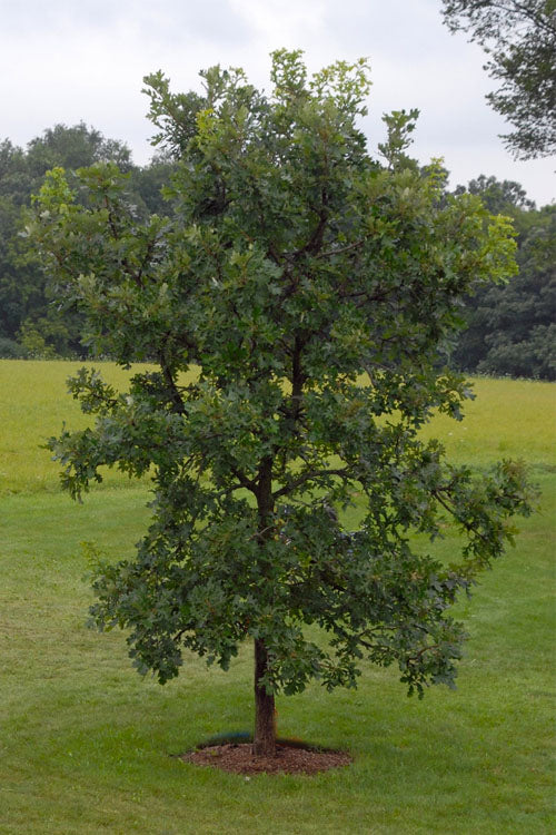  Mossycup Bur Oak Tree (Quercus Macrocarpa) - 3 Pack Of 1.5 Quart Pots