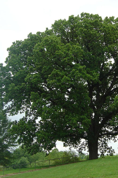  Mossycup Bur Oak Tree (Quercus Macrocarpa) - 3 Gallon Pot