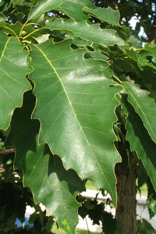  Chinkapin Oak Tree (Quercus Muehlenbergii) - 3 Gallon Pot