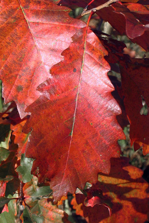  Chinkapin Oak Tree (Quercus Muehlenbergii) - 3 Gallon Pot