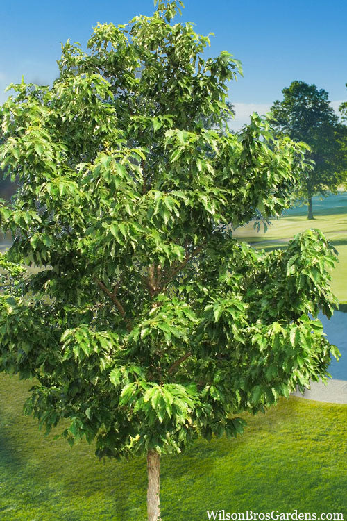  Chinkapin Oak Tree (Quercus Muehlenbergii) - 3 Gallon Pot