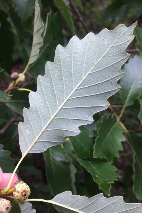  Chinkapin Oak Tree (Quercus Muehlenbergii) - 1 Gallon Pot