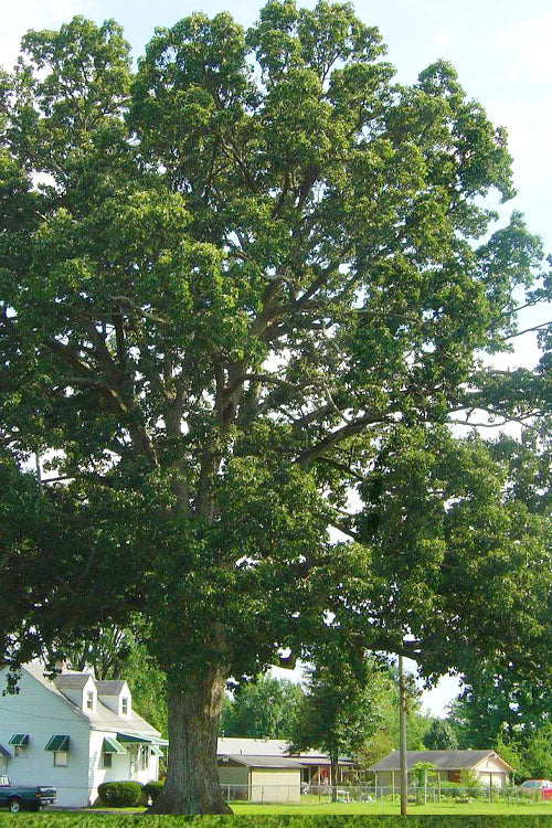  Chinkapin Oak Tree (Quercus Muehlenbergii) - 3 Gallon Pot