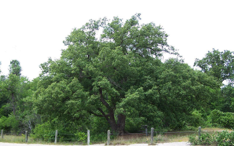  Chinkapin Oak Tree (Quercus Muehlenbergii) - 3 Pack Of 1.5 Quart Pots