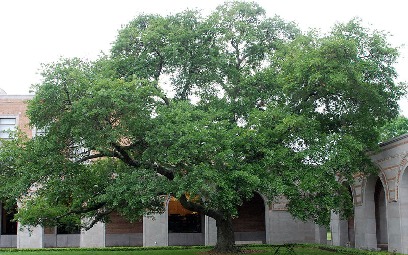  Water Oak Tree (Quercus Nigra) - 3 Gallon Pot